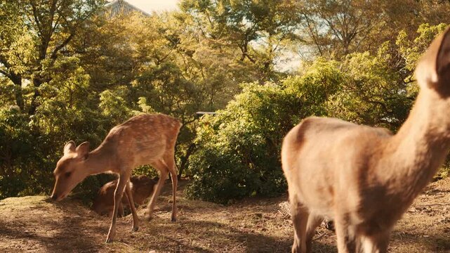 Nara deer slowly walking toward the camera with sunlit trees glowing in the background on a bright day.