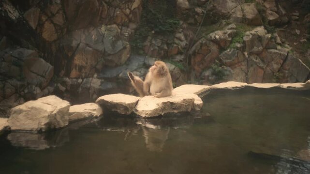 Japanese macaque scratching itself near a hot spring in the Japanese Alps close to Nagano, surrounded by natural scenery.
