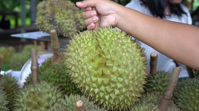 harvest durian fruits stacked tropical produce in thailand