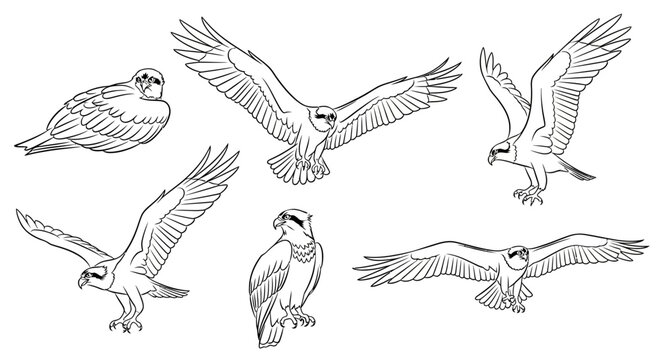 Osprey Bird Set in Various Poses, Hand-Drawn Line Art Illustration
