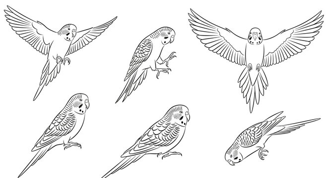 Budgerigar parrot set in various poses, hand-drawn outline illustration