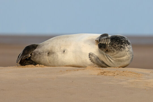 Common seal (Phoca vitulina) resting on beach with flipper covering its eyes, Norfolk, England, UK. February. 