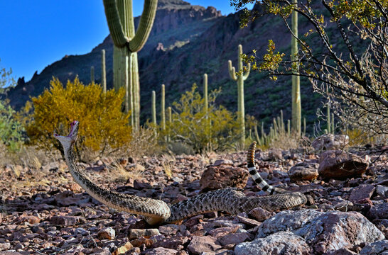 Western diamondback rattlesnake (Crotalus atrox) defensive behaviour, Organ Pipe Cactus National Monument, Arizona, USA. October. Controlled conditions. 