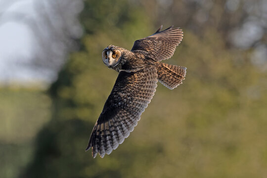 Long-eared owl (Asio otus) in flight, Norfolk, England, UK.  April. 