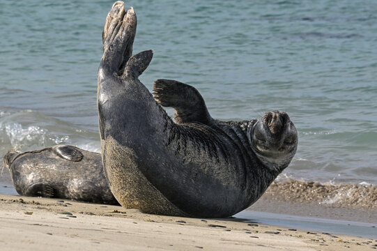 Grey seal (Halichoerus grypus) resting on the beach, Great Blasket Island, County Kerry, Republic of Ireland. June. 