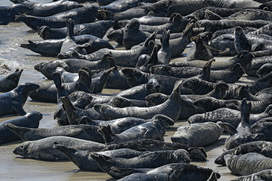 Grey seal (Halichoerus grypus) colony resting on beach, Great Blasket Island, County Kerry, Republic of Ireland. June. 