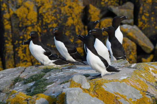 Group of Razorbills (Alca torda) perched on a sea cliff, Great Saltee Island, County Wexford, Republic of Ireland. June. 