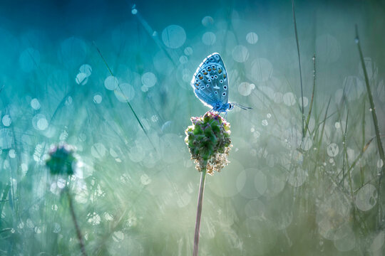 Common blue on blossom bud at backlight