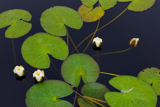 White water lilies (Nymphaea alba) on a loch, Achill Island, County Mayo, Republic of Ireland. June. 