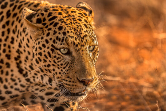Leopard (Panthera pardus) male, patrolling its territory,
Samburu, Kenya. 