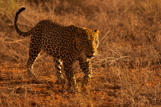 Leopard (Panthera pardus) male, patrolling its territory,
Samburu, Kenya. 