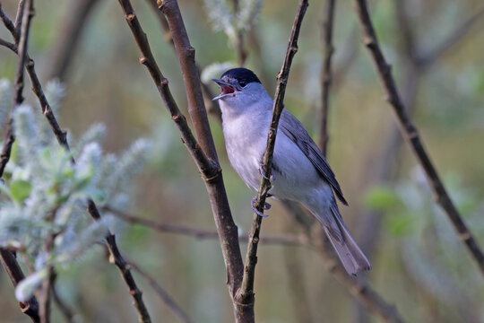 Blackcap (Sylvia atricapilla) male, perched on branch singing, Suffolk, England, UK. April. 