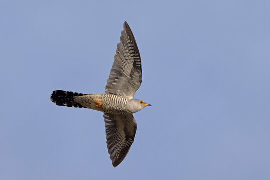 Common cuckoo (Cuculus canorus) male, in flight, Norfolk, England, UK. April. 