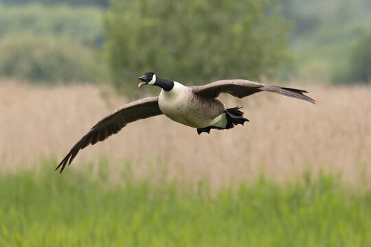Canada goose (Branta canadensis) in flight, calling, Norfolk, England, UK. May. 