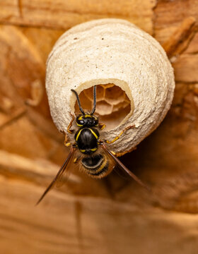 Common wasp (Vespula  vulgaris) building a nest attached to the roof of a garden shed. 