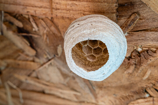 Common wasp (Vespula vulgaris) nest in the process of being built, attached to the roof of a garden shed. 