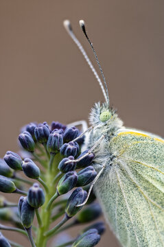 Large white butterly (Pieris brassicae) resting on broccoli, Monmouthshire, Wales, UK. April. Focus-stacked image. 