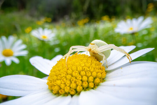 Goldenrod crab spider (Misumena vatia) waiting in ambush on Ox-eye daisy (Leucanthemum vulgare) in alpine meadow, Nordtirol, Austrian Alps, Austria. June. Focus stacked. 