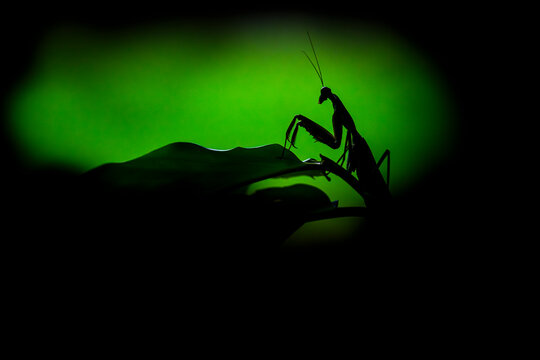 Malaysian shield mantis (Rhombodera basalis) silhouetted among rainforest understorey, Danum Valley, Borneo. 
