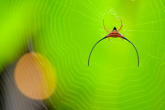 Long-horn spiny spider (Macracantha arcuata) spinning a web in rainforest understorey, Danum Valley, Sabah, Borneo. Focus stacked. 