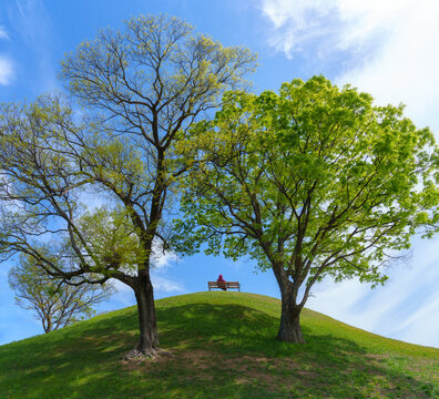 Minimalist landscape of person in red sitting on bench between two majestic trees on green grassy hill under blue sky