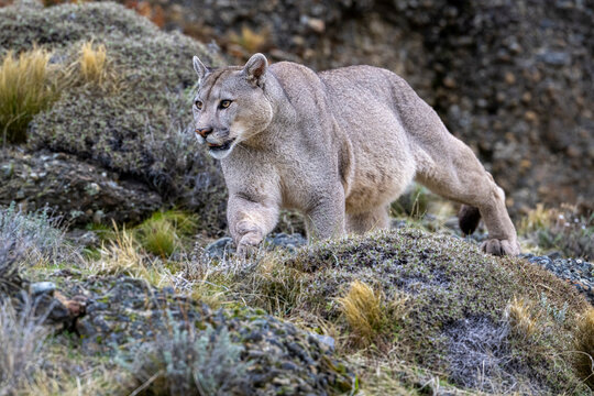 Puma (Puma concolor) juvenile male, patrolling territory, Torres del Paine National Park / Estancia Amarga, Patagonia, southern Chile. 