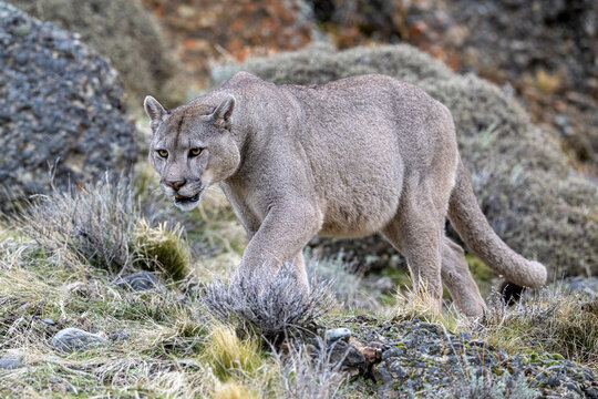 Puma (Puma concolor) juvenile male, patrolling territory, Torres del Paine National Park / Estancia Amarga, Patagonia, southern Chile. 