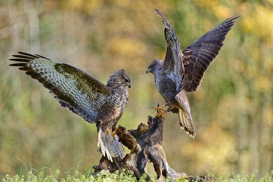 Two Buzzards (Buteo buteo) fighting for food on tree stump, Lorraine, France. November. 