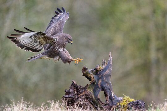 Buzzard (Buteo buteo) landing on tree stump, Lorraine, France. March. 