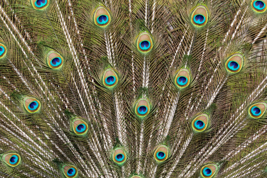 Indian peafowl (Pavo cristatus) male displaying plumage, courtship display, India. Captive.