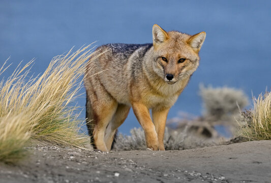 Andean fox (Lycalopex culpaeus) standing on beach, Punta Marques, Rada Tilly, Chubut Province, Patagonia, Argentina. 