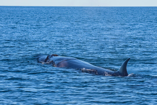 Sei whale (Balaenoptera borealis) swimming at surface, Punta Marques Nature Reserve, Chubut Province, Patagonia, Argentina, Atlantic Ocean. Endangered. 