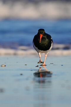 Magellanic oystercatcher (Haematopus leucopodus) on the beach of Rada Tilly city with city lights in the background, Chubut Province, Patagonia, Argentina. 