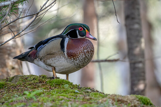 Wood duck (Aix sponsa) male in breeding plumage, in woodland, Acadia National Park, Maine, USA. May. 