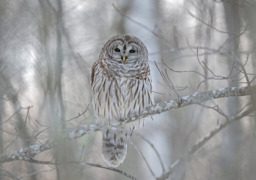 Barred owl (Strix varia) perched in tree, Acadia National Park, Maine, USA. January. 
