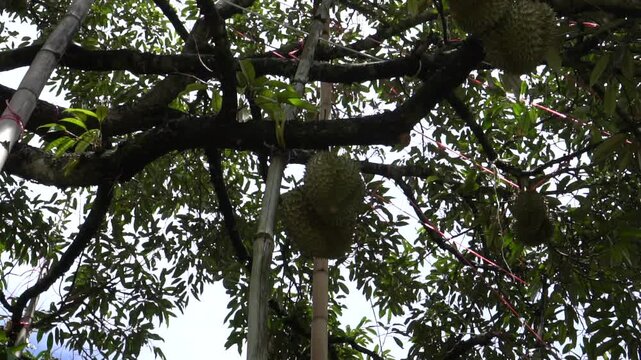durian fruit on tropical orchard durians on tree