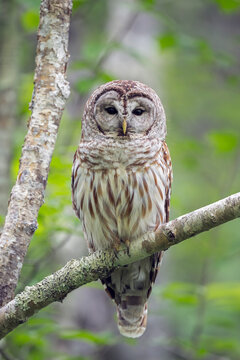 Barred owl (Strix varia) perched on branch, Acadia National Park, Maine, USA. June. 