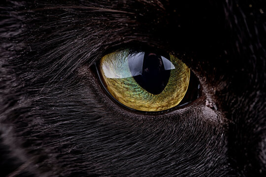 Eye of black cat, Felis silvestris catus