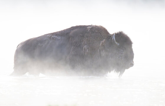 Buffalo (Bison bison) bull, standing in river on a foggy morning, Yellowstone River, Yellowstone National Park, Wyoming, USA. June. 