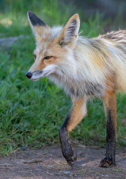 Red fox (Vulpes vulpes) portrait, Yellowstone National Park, Wyoming, USA. June. 