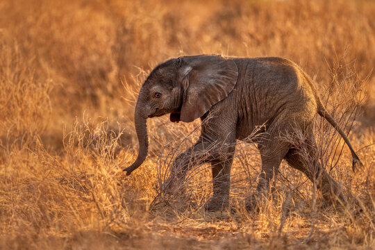 African elephant (Loxodonta africana) calf, aged 2-3 months, walking in grassland, Samburu, Kenya. Endangered. 