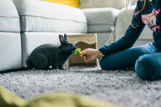 Girl feeding hare in living room