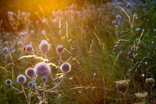 Garden with blossoming thistles (Carduus) at sunlight