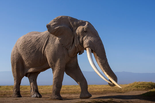 African elephant (Loxodonta africana) bull supertusker walking with Mt Kilimanjaro in background, Amboseli National Park, Kenya. Endangered. 