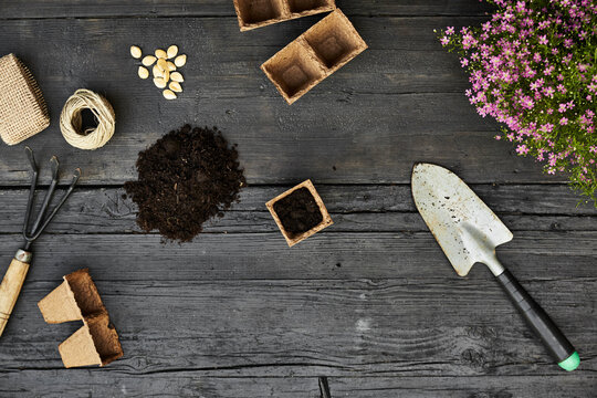 Gardening tools, seeds and blooming plants on dark wood