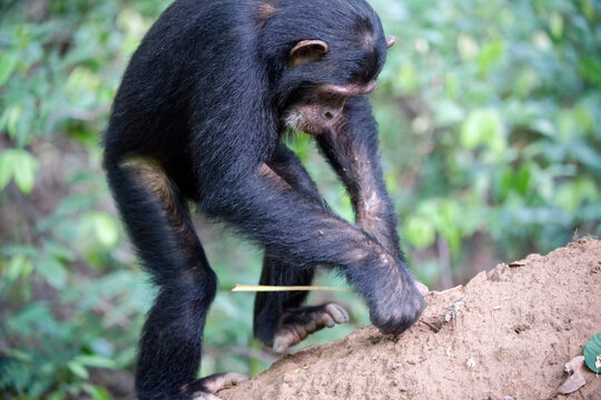 Eastern chimpanzee (Pan troglodytes schweinfurthii) male, aged 9 years, using grass stems to extract termites from mound, Kasekela community, Gombe National Park, Tanzania. Endangered. 
