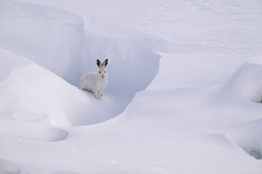 Mountain hare (Lepus timidus) in winter coat, on snow, Gran Paradiso National Park, Aosta valley, Alps, Italy. November. 