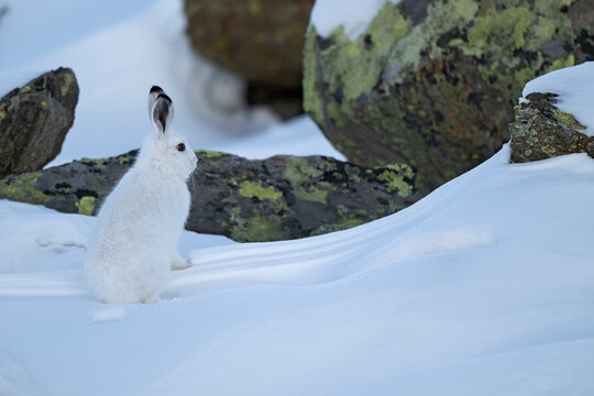 Mountain hare (Lepus timidus) in winter coat, on snow, Gran Paradiso National Park, Aosta valley, Alps, Italy. November. 