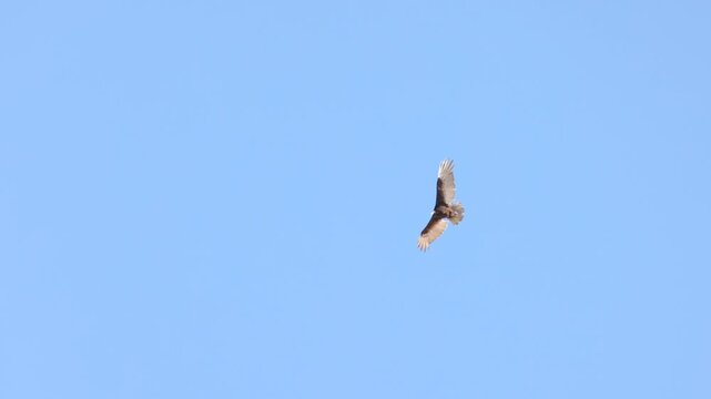 a slow motion tracking clip of a turkey vulture soaring and banking at joshua tree national park in california, usa
