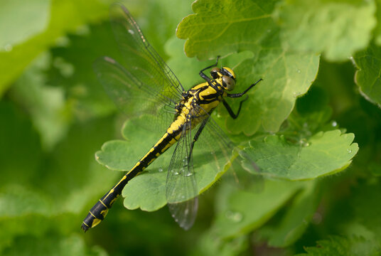 Common clubtail dragonfly Gomphus vulgatissimus sitting on green leaf, black and yellow dragonfly macro photography